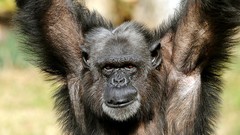 Animals monkeys apes