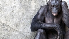 Animals monkeys apes