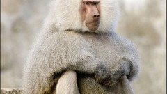 Animals monkeys Baboon