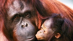 Animals monkeys baby animals orangutans