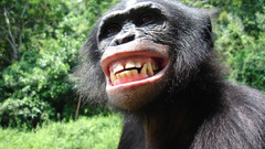 Animals monkeys Bonobo