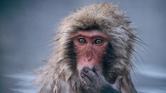 Animals monkeys japanese macaque