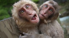 Animals monkeys japanese macaque