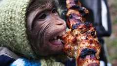 Animals monkeys kebab