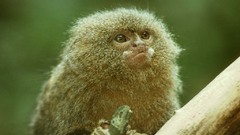 Animals monkeys Mammals marmosets