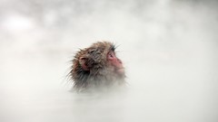 Animals monkeys mist snow monkey