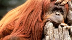 Animals monkeys orangutans