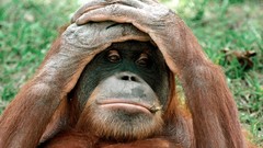 Animals monkeys orangutans