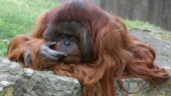 Animals monkeys orangutans