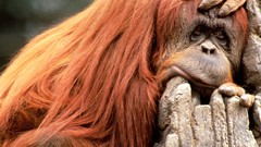 Animals monkeys orangutans