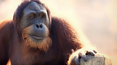 Animals monkeys orangutans