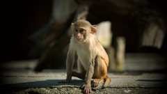 Animals monkeys primates funny