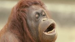 Animals monkeys primates orangutans