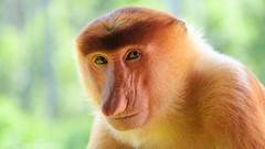 Animals monkeys Proboscis monkeys