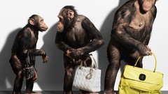 Animals monkeys purses