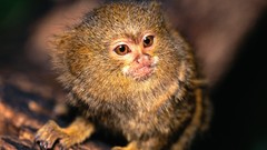 Animals monkeys rare marmosets