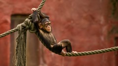Animals monkeys Ropes relaxation blurred background