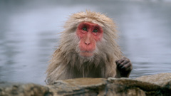 Animals monkeys snow monkey