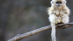 Animals monkeys snub-nosed