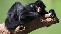 Animals monkeys spider monkeys