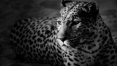 Animals monochrome leopard (animal) big cats feline