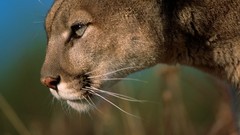 Animals Montana mountain lions
