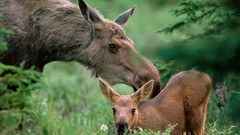 Animals moose