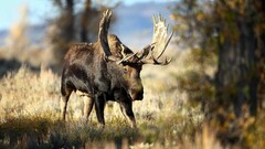 Animals moose nature wildlife Mammals