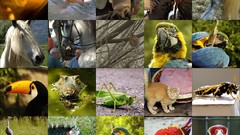 Animals mosaic compilation