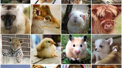 Animals mosaic compilation