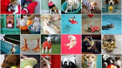 Animals mosaic compilation