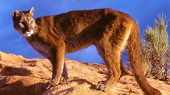 Animals mountain lions