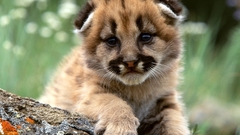 Animals mountain lions baby
