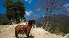Animals Mountains China Horses saddle