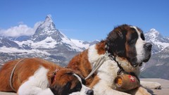 Animals Mountains Dogs switzerland matterhorn st bernard