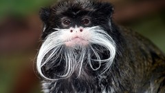 Animals moustache emperor tamarin