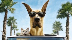 Animals Movies cats Dogs cars roads palm trees sunglasses 