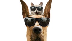 Animals Movies cats Dogs funny sunglasses Marmaduke