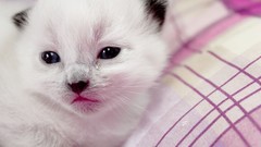 Animals muzzle Kittens Spotted