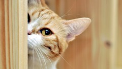 Animals muzzle Wood pets