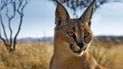 Animals Namibia bing caracal blurred background