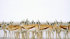 Animals Namibia herds springbok
