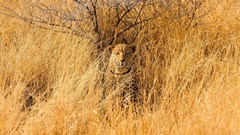 Animals Namibia Leopards camouflage savanna