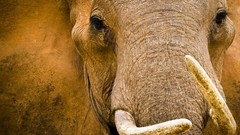 Animals national geographic elephants