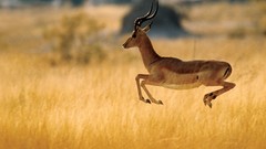 Animals national geographic gazelle