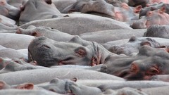 Animals national geographic hippopotamus