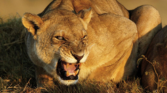 Animals national geographic Lions