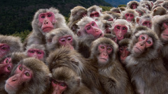 Animals national geographic monkeys