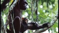 Animals national geographic monkeys