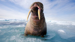 Animals national geographic walrus